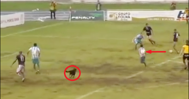 Video hài hước: Chú chó hiếu động lao vào sân cướp bóng